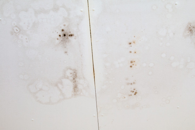Why Is There Black Mold On My Bathroom Ceiling Superior Restoration - How To Treat Black Mold In Bathroom Ceiling