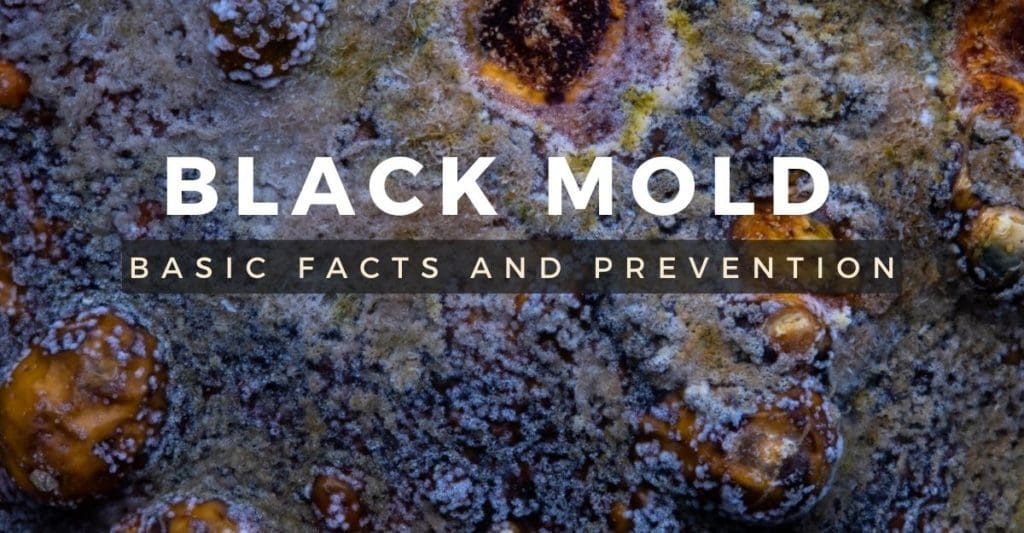 Black Mold_ Basic Facts and Prevention