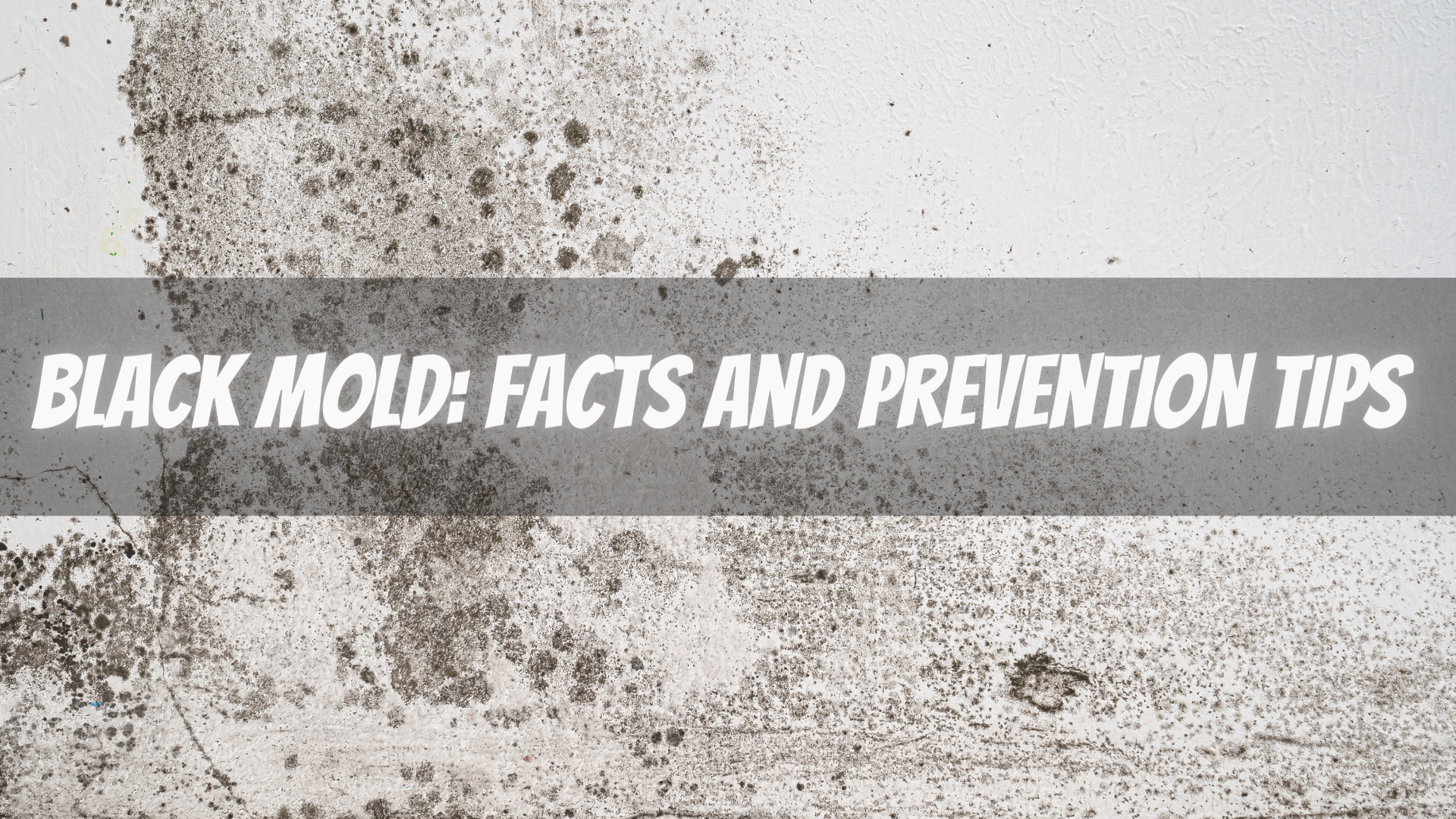 black mold facts and prevention