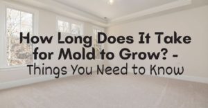How Long Does It Take for Mold to Grow - Things You Need to Know