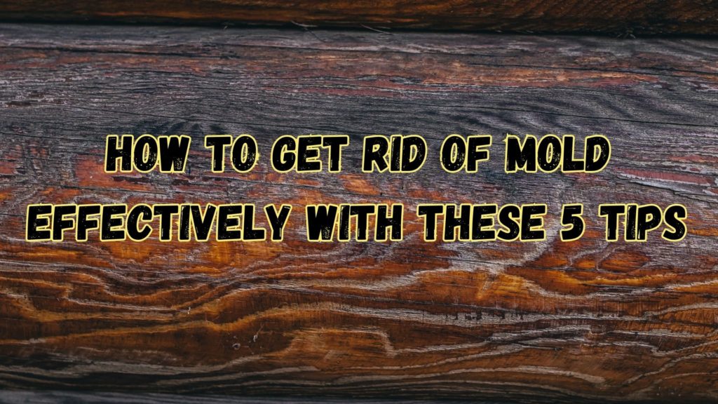 how to get rid of mold on wood