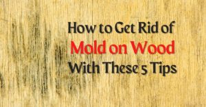 How to Get Rid of Mold on Wood With These 5 Tips