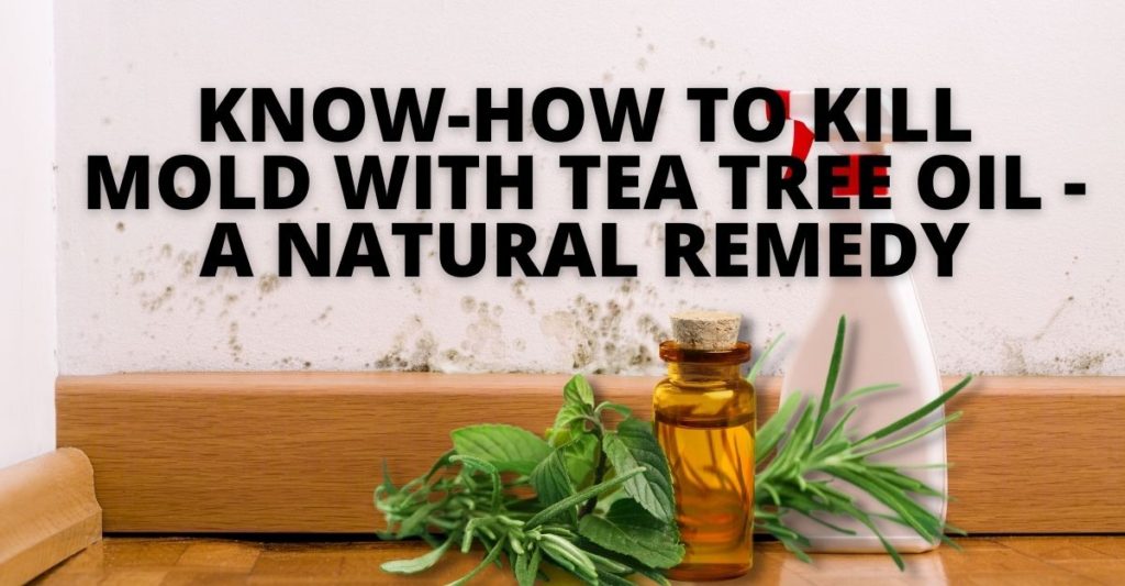 Know-How to Kill Mold with Tea Tree Oil - A Natural Remedy (1)