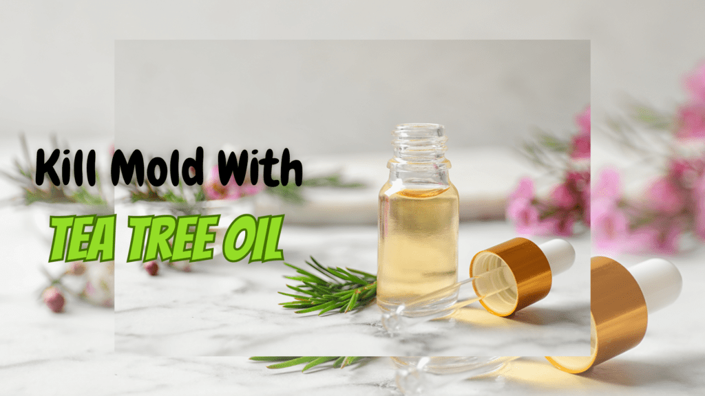 how to kill mold with tea tree oil