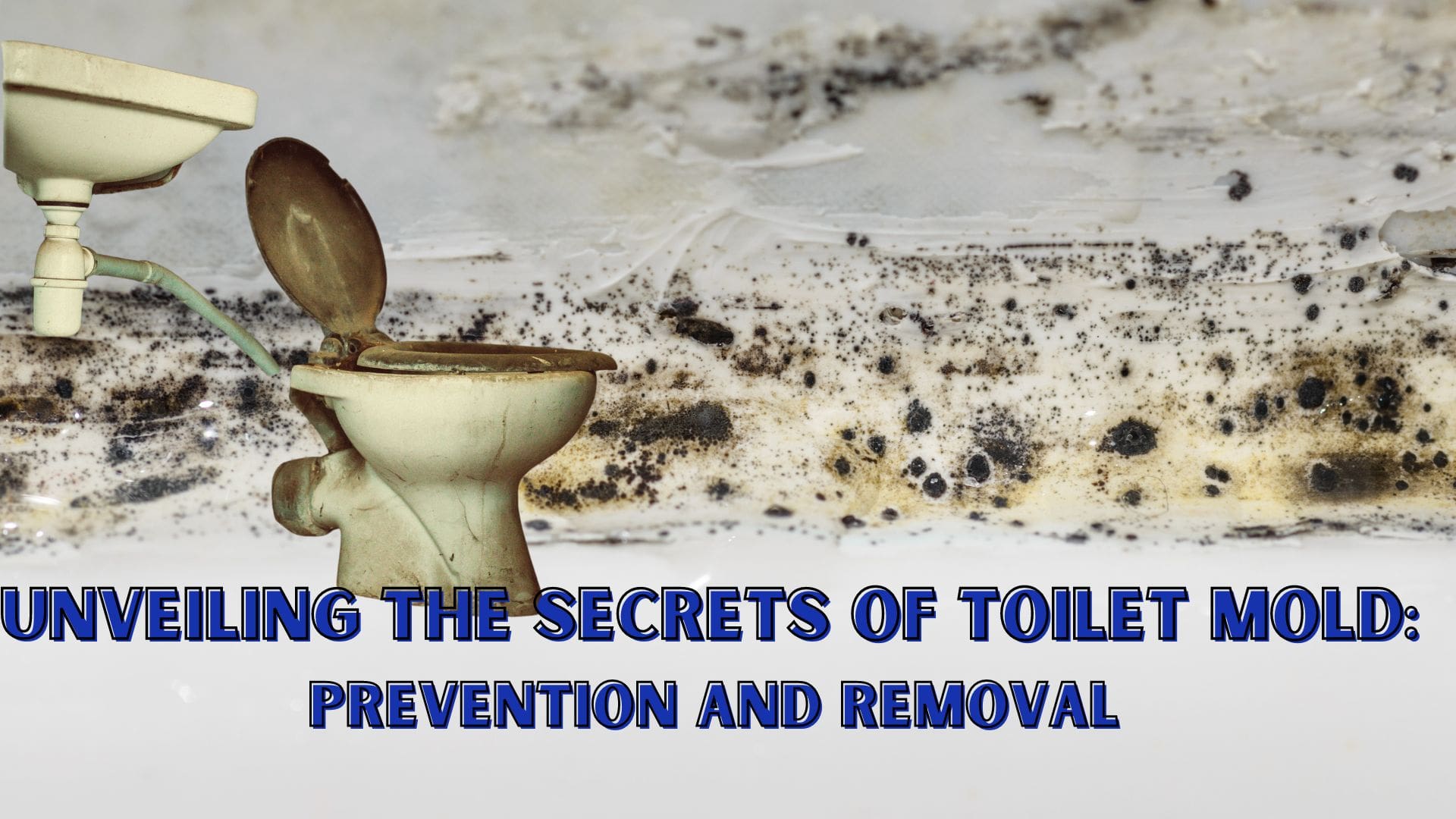 Unveiling The Secrets Of Toilet Mold Prevention And Removal