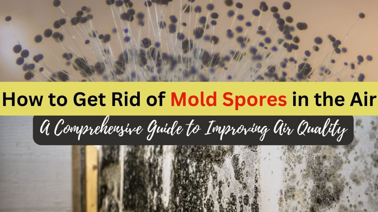How To Get Rid Of Mold Spores In The Air? Check This Guide!