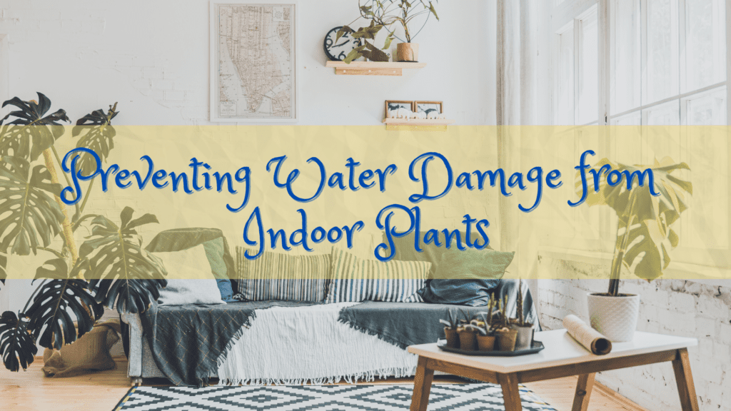 A Gardener's Guide: How to Prevent Water Damage from House Plants - Superior Restoration