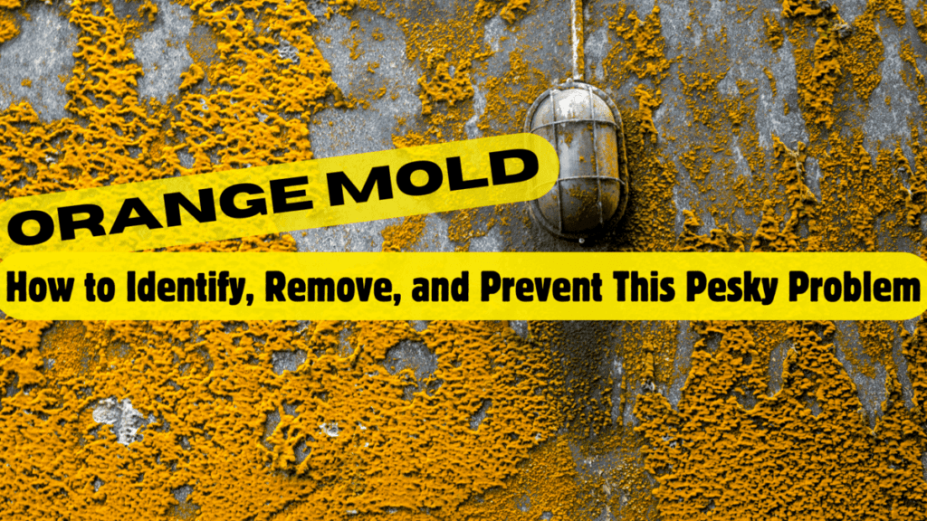 Orange Mold