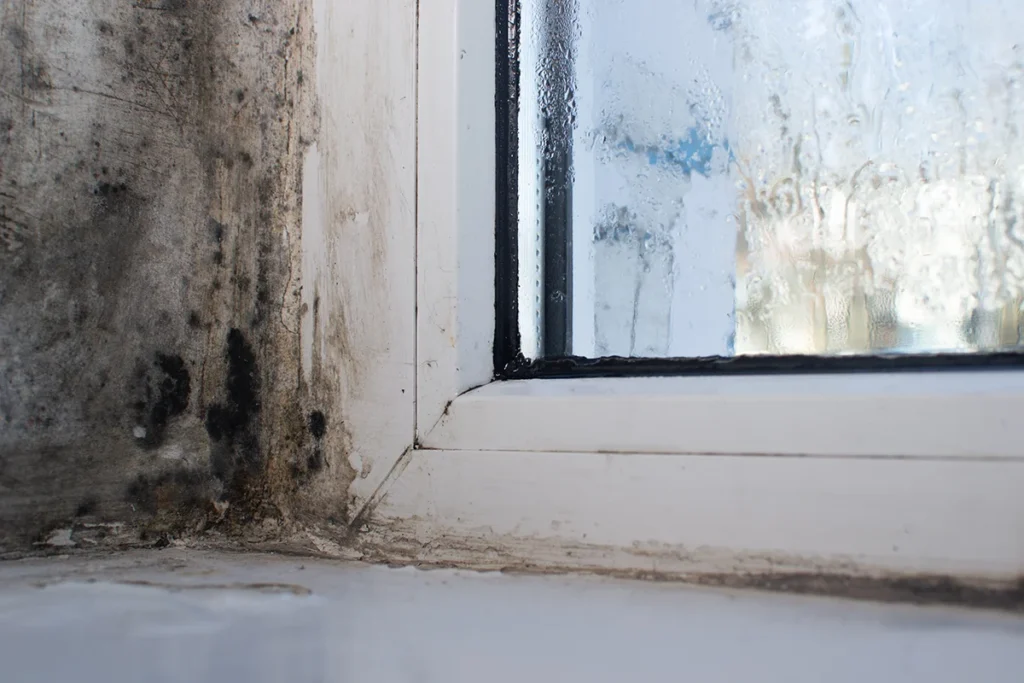 Mold Damage Services - Superior Restoration